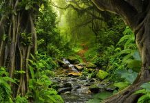 Padurea tropicala: ce este si caracteristile sale