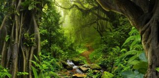 Padurea tropicala: ce este si caracteristile sale