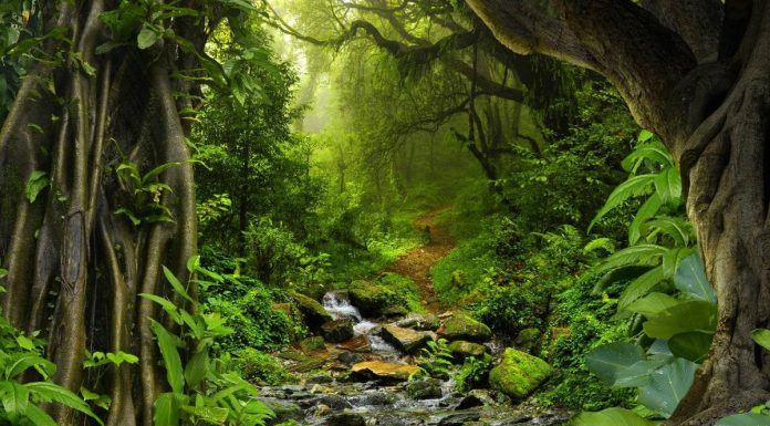 Padurea tropicala: ce este si caracteristile sale