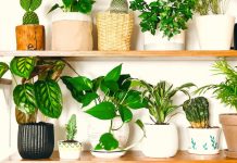 Care sunt cele mai bune plante de interior pentru a va decora casa?