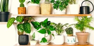 Care sunt cele mai bune plante de interior pentru a va decora casa?