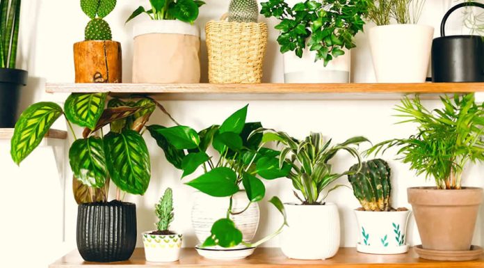 Care sunt cele mai bune plante de interior pentru a va decora casa?