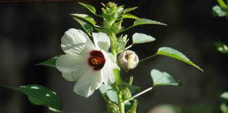 15 moduri eficiente de a folosi hibiscus pentru par
