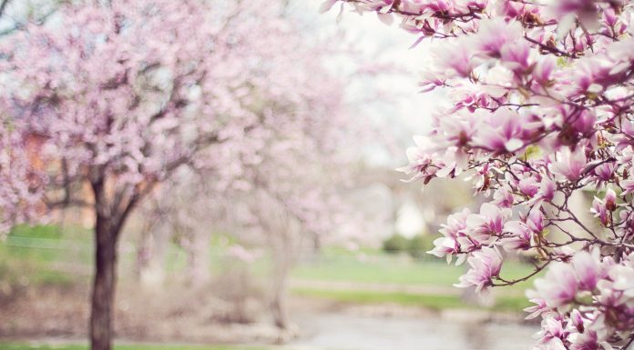 80 de citate si poezii despre primavara